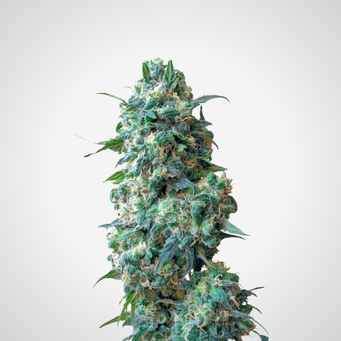 Feminisierte Samen - Afghan Kush