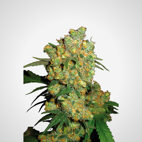 Feminisierte Samen - Big Bud