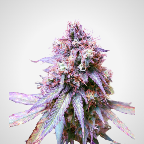 Feminisierte Samen - Blue Cheese