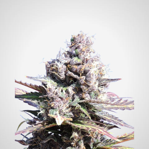 Feminisierte Samen - Gelato