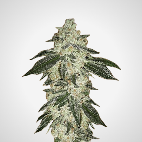 Feminisierte Samen - Green Crack