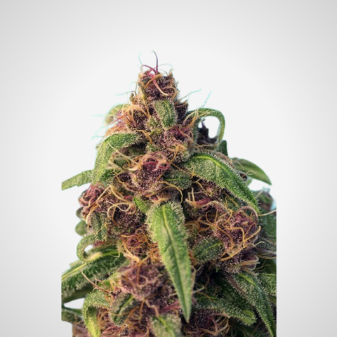 Feminisierte Samen - LSD Mandarine