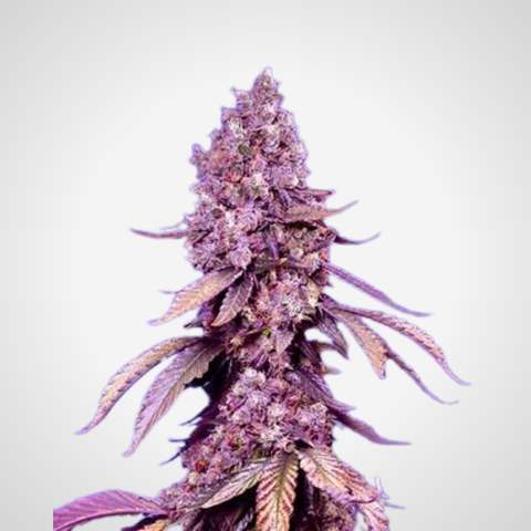 Feminisierte Samen - Maroc Purple
