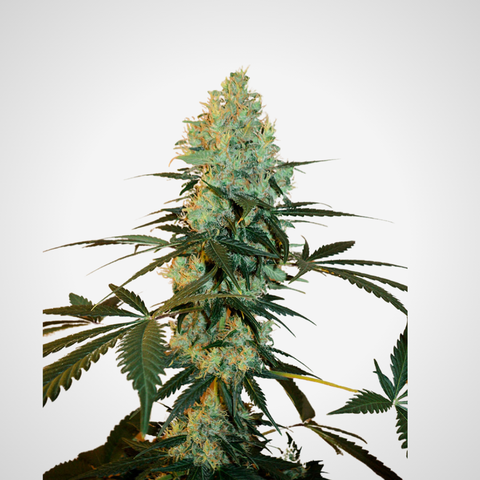 Feminisierte Samen - Master Kush