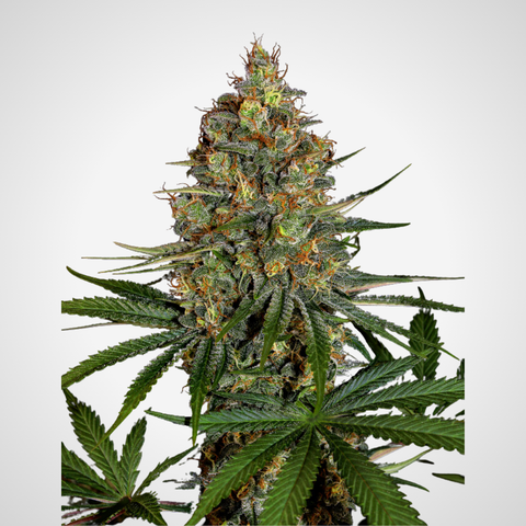 Feminisierte Samen - New York Diesel