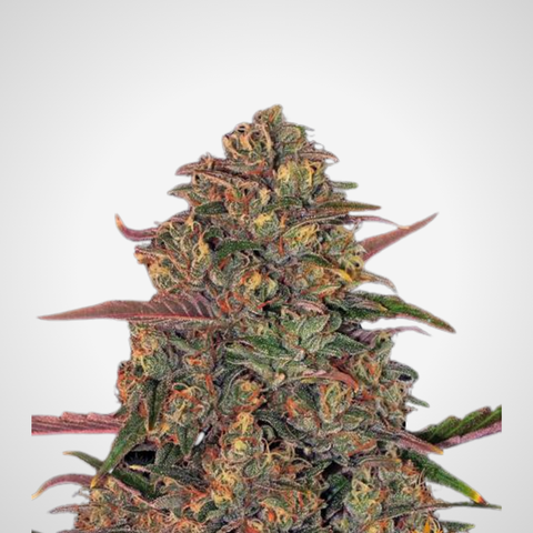Feminisierte Samen - Pineapple Chunk