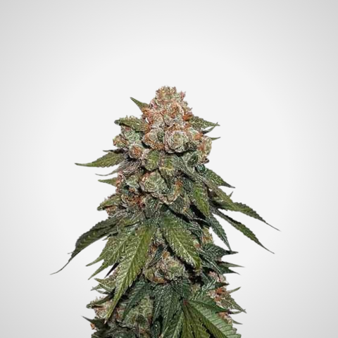 Feminisierte Samen - Sherbet