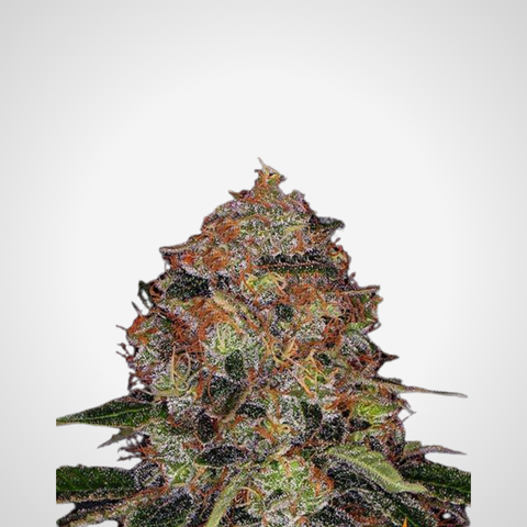 Feminisierte Samen - Shiskaberry