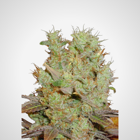 Feminisierte Samen - Somango Haze