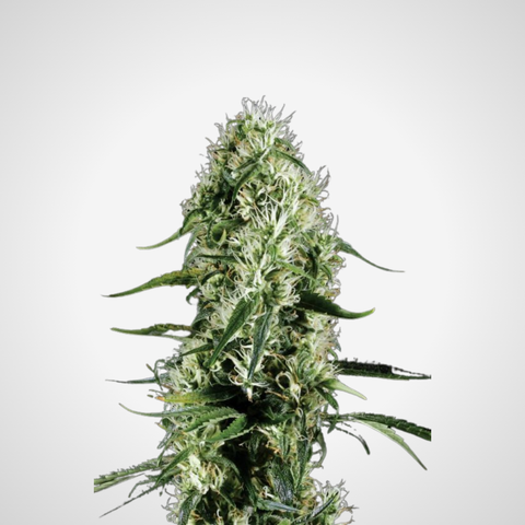 Feminisierte Samen - Super Silver Haze