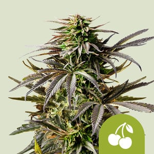 Royal Queen Seeds x Tyson 2.0| Cherry Pie Automatic Samen
