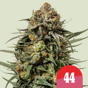 Royal Queen Seeds x Tyson 2.0 | Gelato #44 Feminisierte Samen
