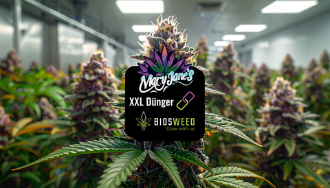 Profi-Grower setzen jetzt auf 4x Größe - Die Mary Jane XXL Edition