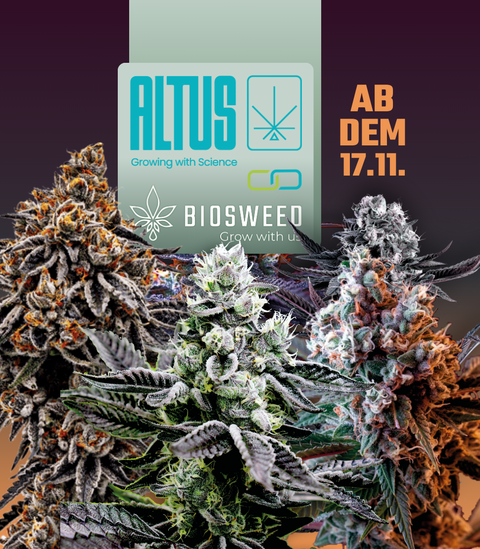 Diese 5 Premium-Strains musst du 2025 probieren – jetzt als Tissue Culture Stecklinge!