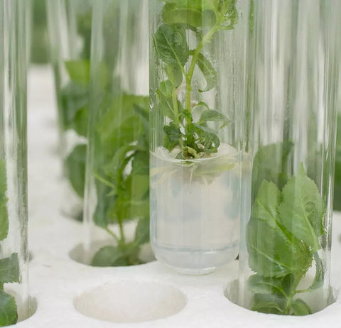 Altus x Biosweed – Saubere Pflanzen & sichere Tests für alle Grower