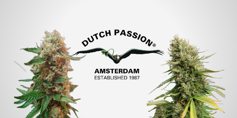 Dutch Passion Seeds