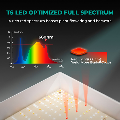 Mars Hydro TS 1000 – 150W Vollspektrum-LED-Pflanzenlampe