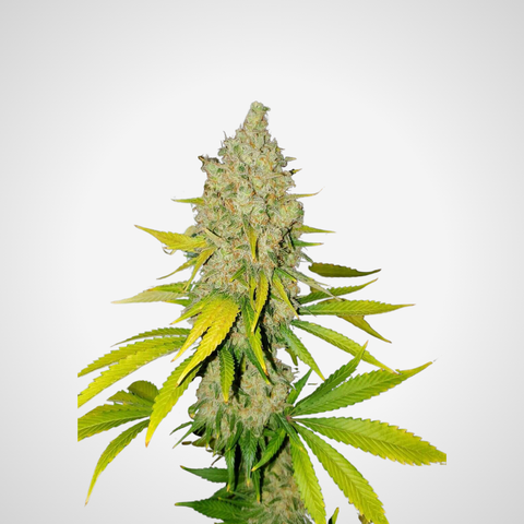 Feminisierte Samen - AK-47