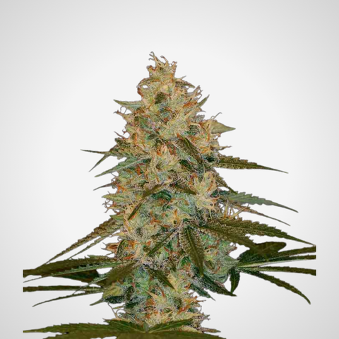 Feminisierte Samen - Chocolope