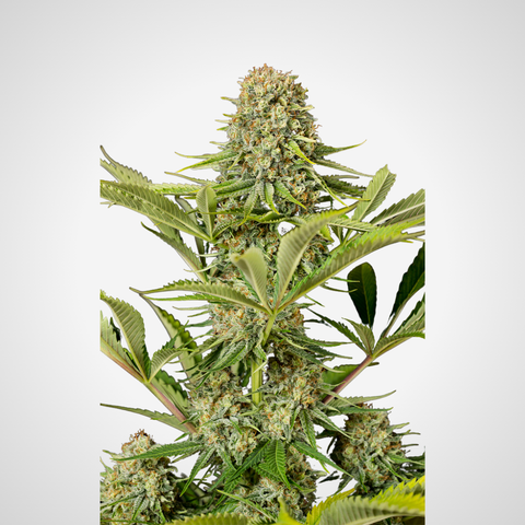 Feminisierte Samen - Critical Jack
