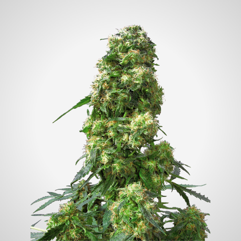 Feminisierte Samen - Early Skunk