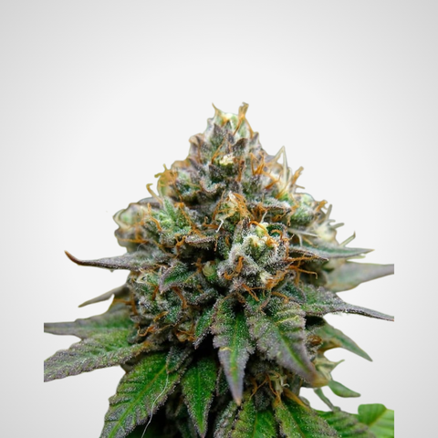 Feminisierte Samen - Euphoria