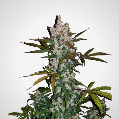Feminisierte Samen - Girl Scout Cookies