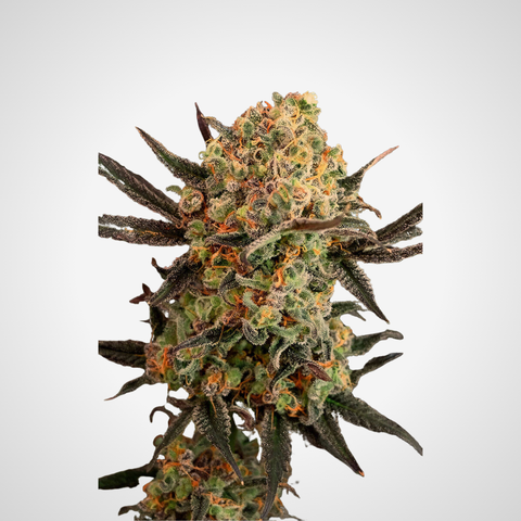 Feminisierte Samen - Gorilla Cookies
