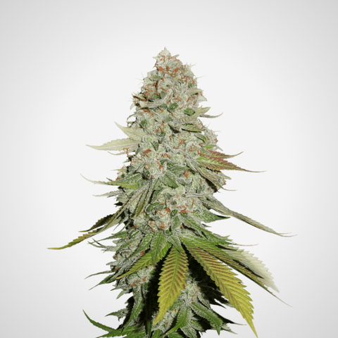 Feminisierte Samen - Gorilla Glue