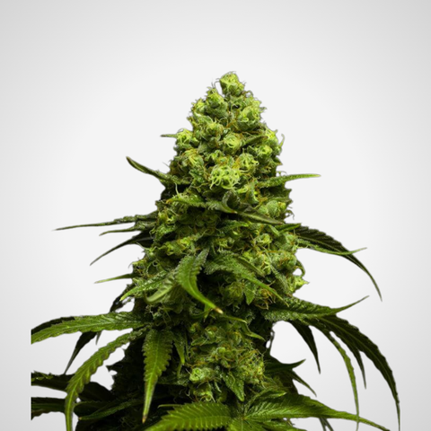 Feminisierte Samen - Gorilla Glue x Amnesia