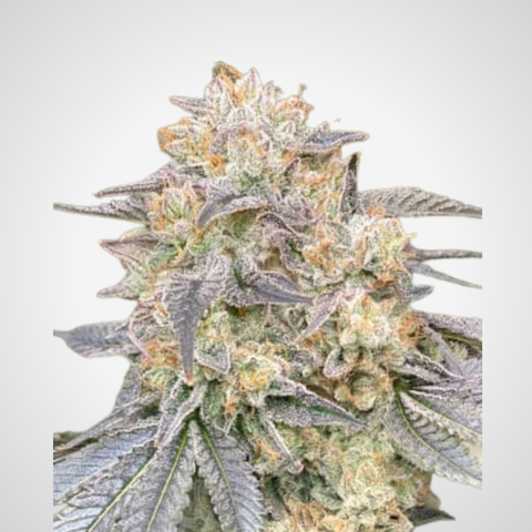 Feminisierte Samen - Gorilla Zkittlez
