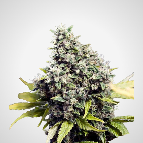 Feminisierte Samen - Grapefruit