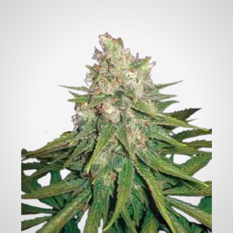 Feminisierte Samen - Great White Shark