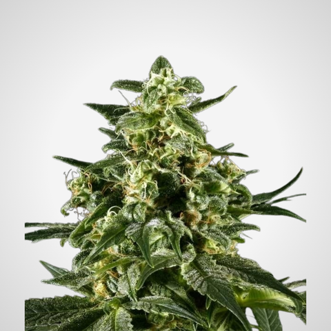 Feminisierte Samen - Himalaya Gold