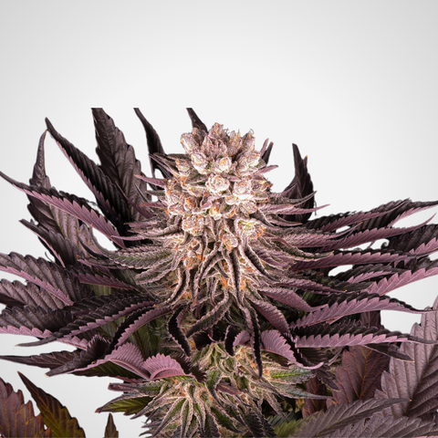 Feminisierte Samen - Mimosa x Orange Punch