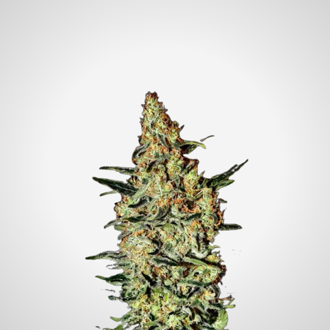 Feminisierte Samen - Neville's Haze