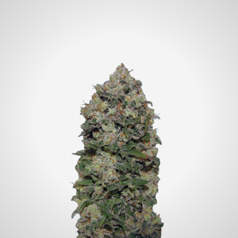 Feminisierte Samen - Northern Light