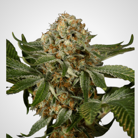 Feminisierte Samen - OG Kush