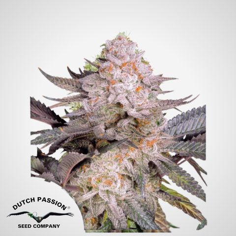 Dutch Passion Seeds