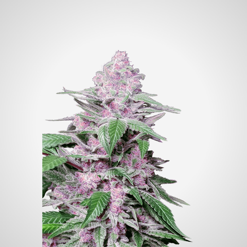 Feminisierte Samen - Purple Kush