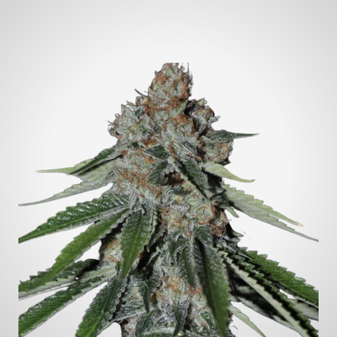 Feminisierte Samen - Sage N Sour