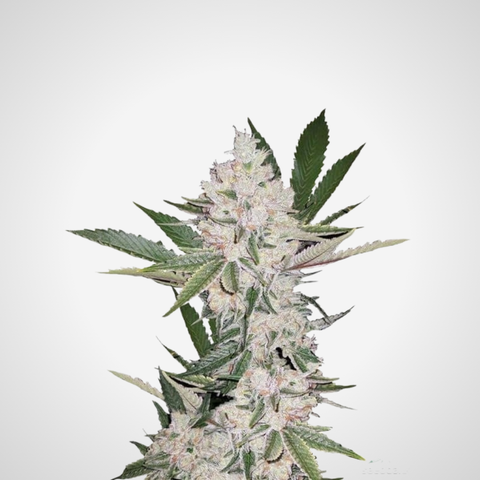 Feminisierte Samen - Strawberry Cough