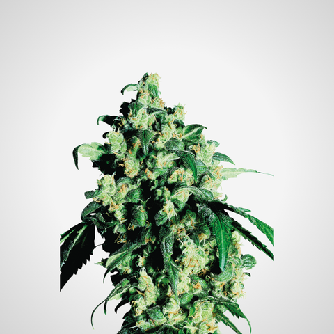 Feminisierte Samen - Super Skunk