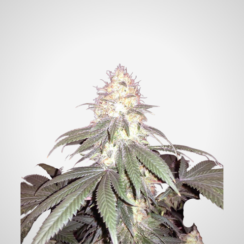 Feminisierte Samen - White Widow
