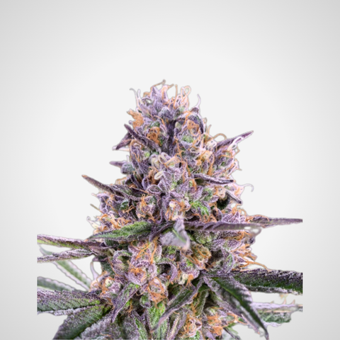 Feminisierte Samen - Zkittlez
