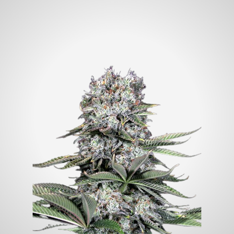 Feminisierte Samen - Zkittlez Gelato