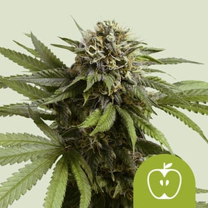 Royal Queen Seeds | Apple Fritter Automatic Samen