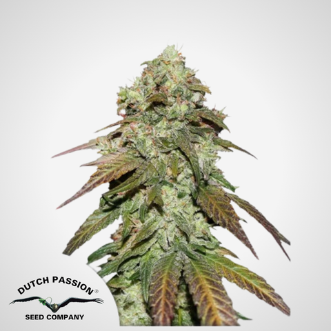 CBD Samen