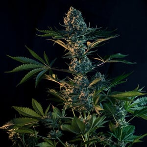 Royal Queen Seeds | Royal Gorilla Feminisierte Samen