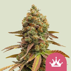 Royal Queen Seeds